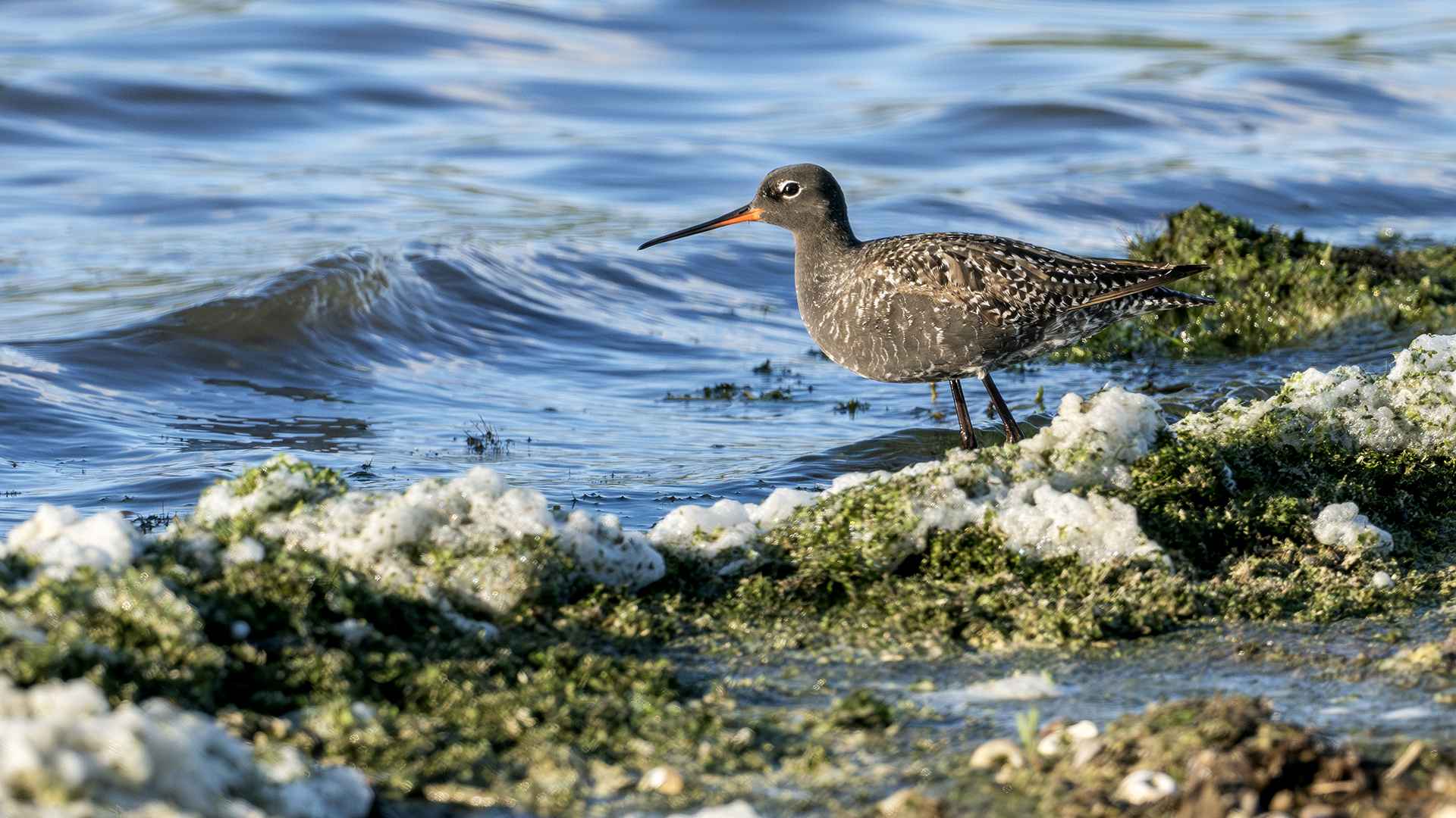 Spotted Redshank